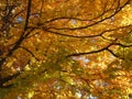 Pretty Orange Leaves and Branches