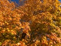 Pretty Orange Leaves in Early November