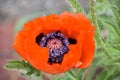 Pretty Orange Oriental Poppy Flower Blossom in a Garden Royalty Free Stock Photo