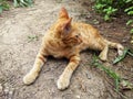 a pretty orange tabby cat lying down on the ground in garden.