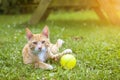 Pretty orange tabby cat playing outside