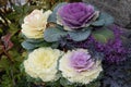 pretty ornamental winter cabbage flowers Royalty Free Stock Photo
