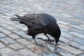 Pretty Overlapping Black Feathers on the Back of a Crow