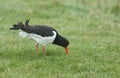 A pretty Oystercatcher, Haematopus ostralegus, serching for food in a field on a dark rainy day in the UK. Royalty Free Stock Photo