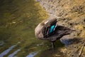 A pretty Pacific Black Duck is preening its wing feathers by the lake. Royalty Free Stock Photo