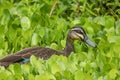 A pretty pacific black duck struggling to find food in an invasive floating weed