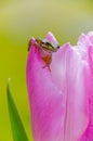 Pretty Pacific Green tree frog on pink tulip