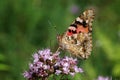 A pretty painted lady butterfly sits on a flower