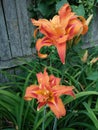Pretty Pair Fancy Orange Lily Flowers