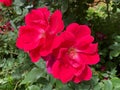 Pretty Pair of Red Roses