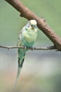 Pretty Pale Colored Shell Parakeet on a Tree Branch