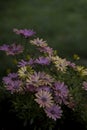 Pretty pale daisies on abstract shadness Royalty Free Stock Photo