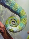 Pretty Panther Chameleon Tail Swirling