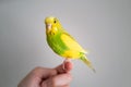 Pretty parakeet budgerigar portrait. Royalty Free Stock Photo