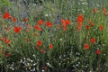 A pretty part of a blooming meadow in Lower Austria, Weinviertel