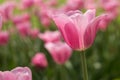 Pretty Pastel Pink Tulip Field Holland Michigan Royalty Free Stock Photo