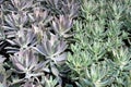 Amazingly beautiful background image of thick healthy leaves of succulents in zen garden