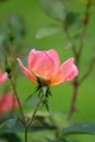 Pretty peach colored rose with buds getting ready to open under warm Summer weather Royalty Free Stock Photo