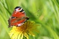 A pretty Peacock Butterfly, Aglais io, nectaring on a Dandelion flower.