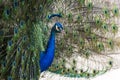 Pretty peacock with erect feathers in side view Royalty Free Stock Photo