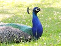 Pretty Peacock Park found in Prague Royalty Free Stock Photo