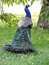 Pretty Peacock Park found in Prague Royalty Free Stock Photo