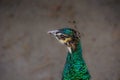 Pretty peacock posing proudly Royalty Free Stock Photo