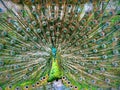 Pretty peacock seeking for attention, pretty feather Royalty Free Stock Photo