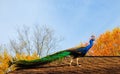 Pretty peacock on the roof of a house Royalty Free Stock Photo