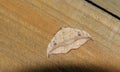 A pretty Pebble Hook-tip Moth Drepana falcataria perching on a wooden fence.