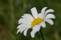 Pretty Perfect English Daisy Flowering and Blooming