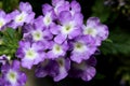 Beautiful periwinkle blue flowers with white centers in backyard garden