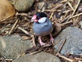 Pretty petite Java Sparrow. Royalty Free Stock Photo