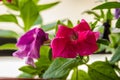 Pretty petunia flower and green leaves