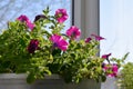 Pretty petunia flowers grow in container. Sunny spring day. Balcony greening