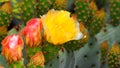 Petals - cactus plant beauty - Royalty Free Stock Photo