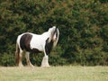 Pretty Piebald Pony Royalty Free Stock Photo