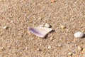 This pretty piece of seashell with hints of purple lay sitting on the pebbly sand on the beach. This image was taken at Cape May.