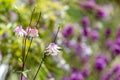 Pretty pink aquilegia flowers in the summer sunshine, with a shallow depth of field
