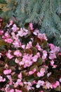 Pretty pink begonia plants tucked under the branches of a fir tree