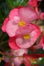 Pretty pink begonias with fluffy yellow centers blooming under warn sunny skies