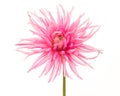 Pretty pink blooming chrysanthemum on a white background Royalty Free Stock Photo