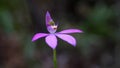 pretty pink caladenia carnea orchid in flower
