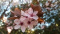 Pretty pink cherry bloom with leaves Royalty Free Stock Photo
