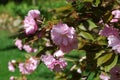 Pretty Pink Cherry Blossoms in Bloom Royalty Free Stock Photo