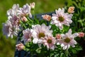 Pretty pink chrysanthemums growing in an outdoor pot, with a shallow depth of field Royalty Free Stock Photo