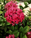 Pretty pink colored chinese ixora flowers plant and leaves Royalty Free Stock Photo