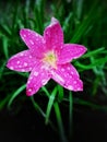 Pretty  pink colored of Zephyranthes Rosea flower after the rain Royalty Free Stock Photo