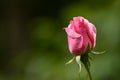 Pretty pink colorful rose in full bloom with dew drops on it Royalty Free Stock Photo