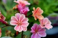 Pretty pink and coral colored flowers covered in early morning dew Royalty Free Stock Photo